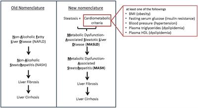 Drivers of cardiovascular disease in metabolic dysfunction-associated steatotic liver disease: the threats of oxidative stress